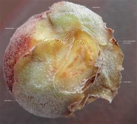  Basal bracts of Hypanthodium